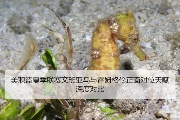 美职篮夏季联赛文班亚马与霍姆格伦正面对位天赋深度对比